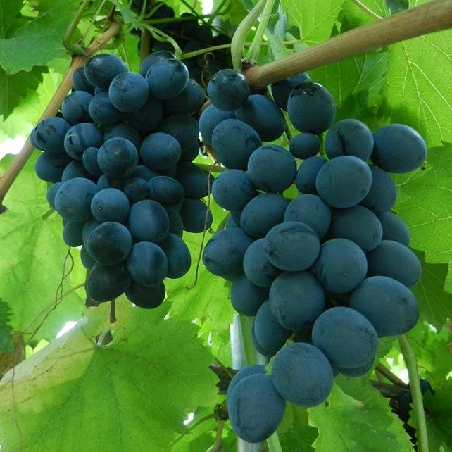 Vita de Vie de Masa - Moldova - Ghiveci - Regatul Plantelor