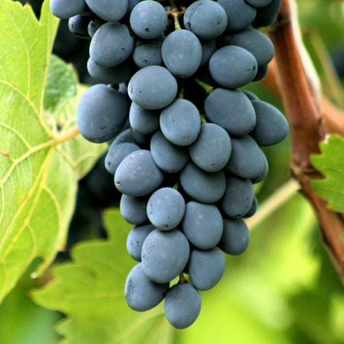 Vita de Vie de Masa - Moldova - Ghiveci - Regatul Plantelor