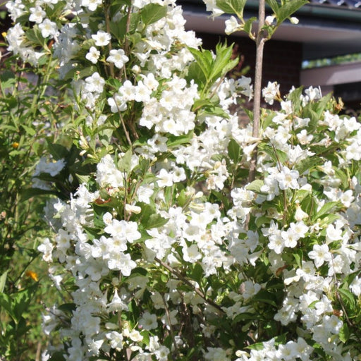 Weigela Alba, la Ghivechi de 3L, 1 Bucata