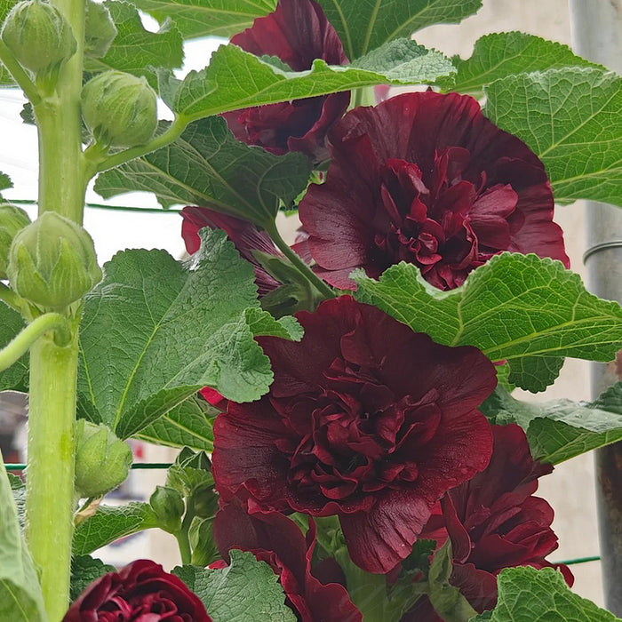Nalba de gradina , Alcea Rosea Dark Red , 1 bucata
