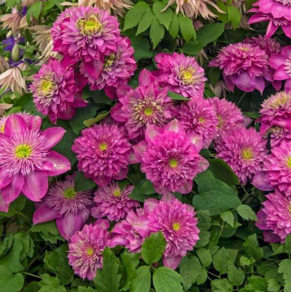 Clematis "Amethyst Haze" la ghiveci, 1 bucata
