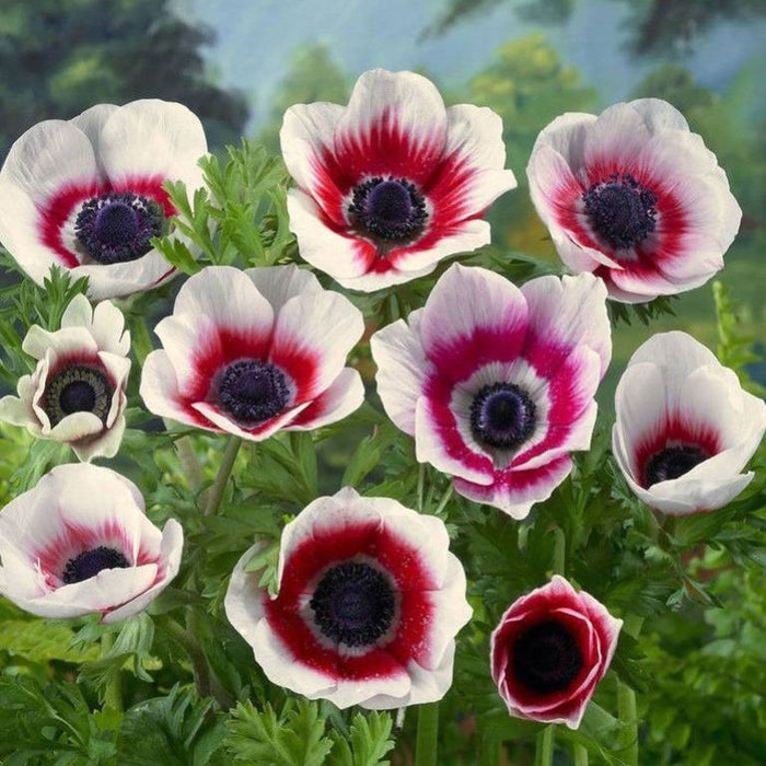 Bulbi de Anemone "Bicolor", 5 Bucati