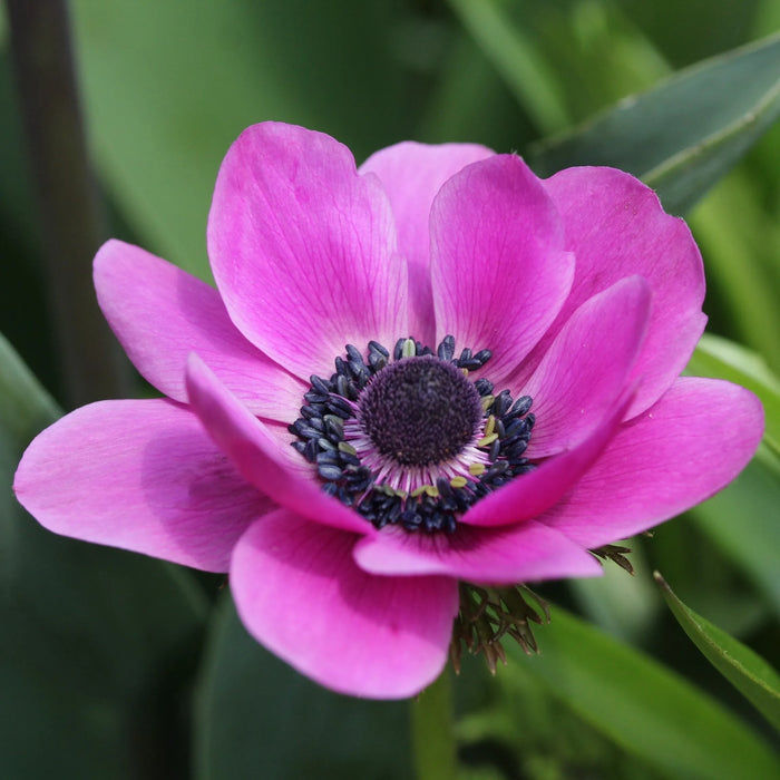 Bulbi de Anemone "Sylphide", 5 Bucati