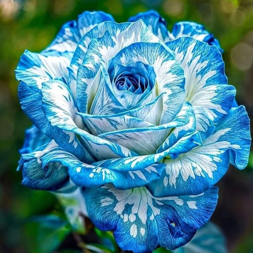 Trandafir "Aquamarine", la ghiveci