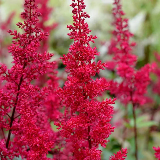 Bulbi de Astilbe "Fanal", Rosu - Rozaliu, 1 Bucata la ghiveci