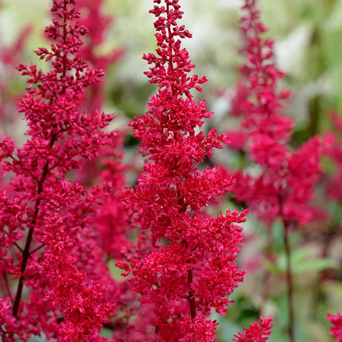 Bulbi de Astilbe "Fanal", Rosu - Rozaliu, 1 Bucata la ghiveci