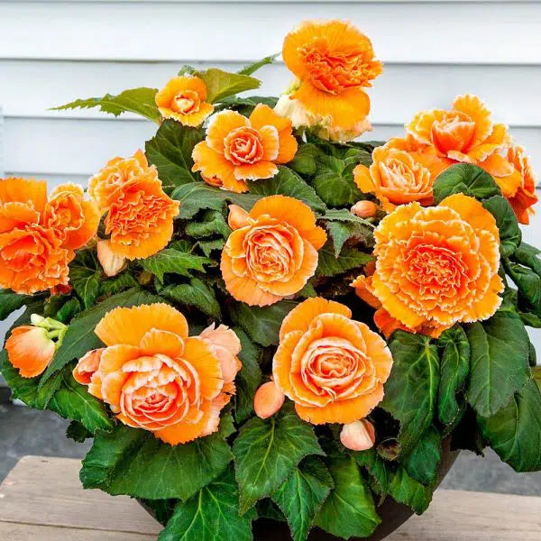 Bulbi de Begonia "Picotee Lace", Orange, 1 Bucata