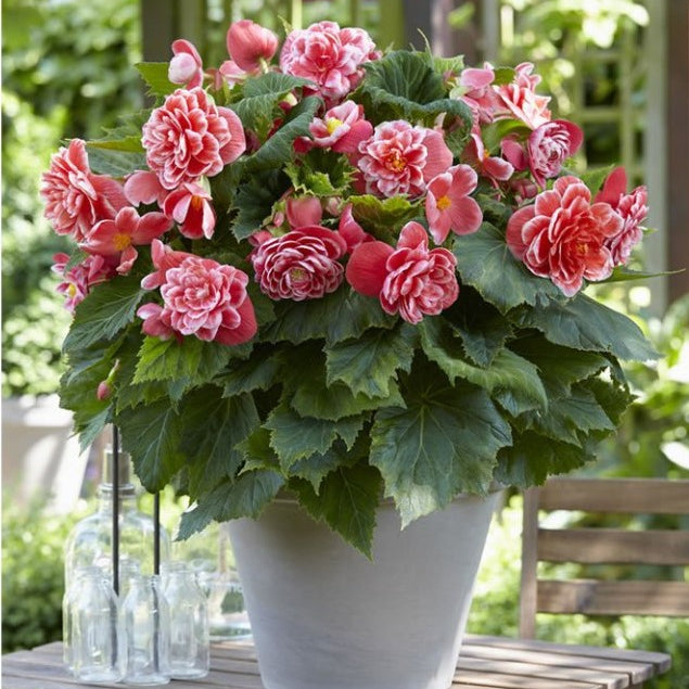 Bulbi de Begonia "Camellia", Roz, 1 Bucata