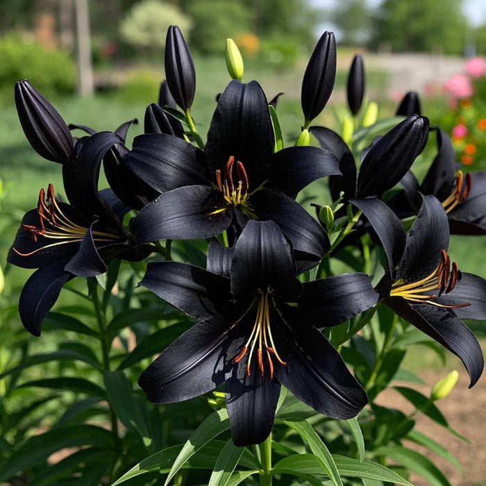 Bulbi de Crini "Little Black" 1 bucata