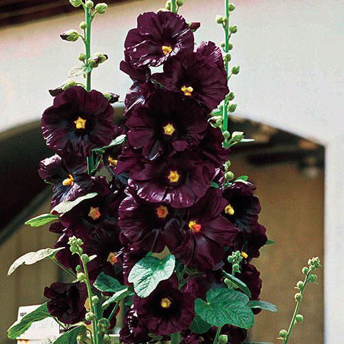 Nalba de gradina , Alcea Rosea Black Magic , 1 bucata