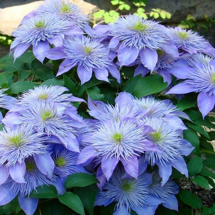 Clematis "Blissful Whisper" la ghiveci, 1 bucata