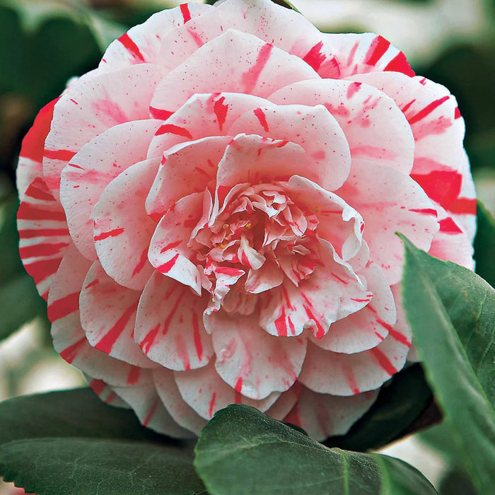Camellia "Japonica Bonomiana"
