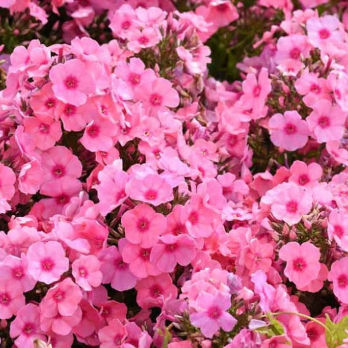 Bulbi de Phlox "Paniculata", Roz, 1 Bucata