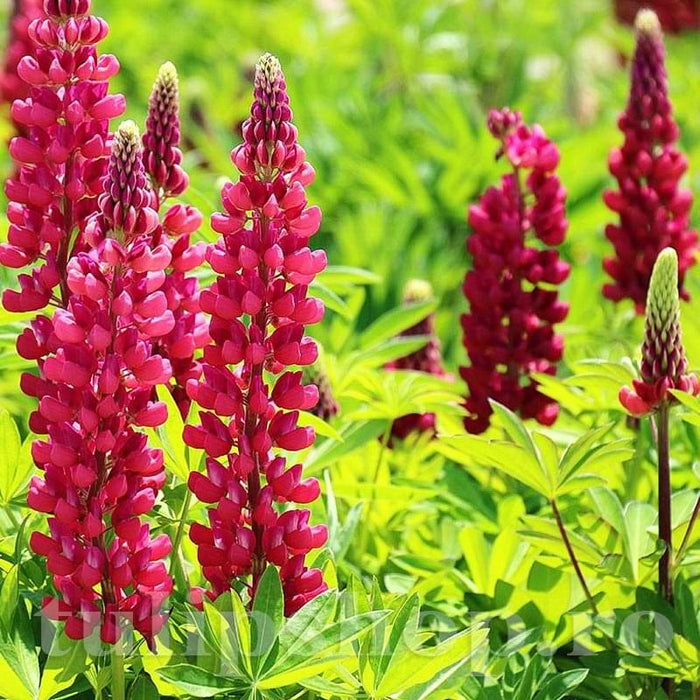 Bulbi de Lupine, Rosu, 2 Bucati