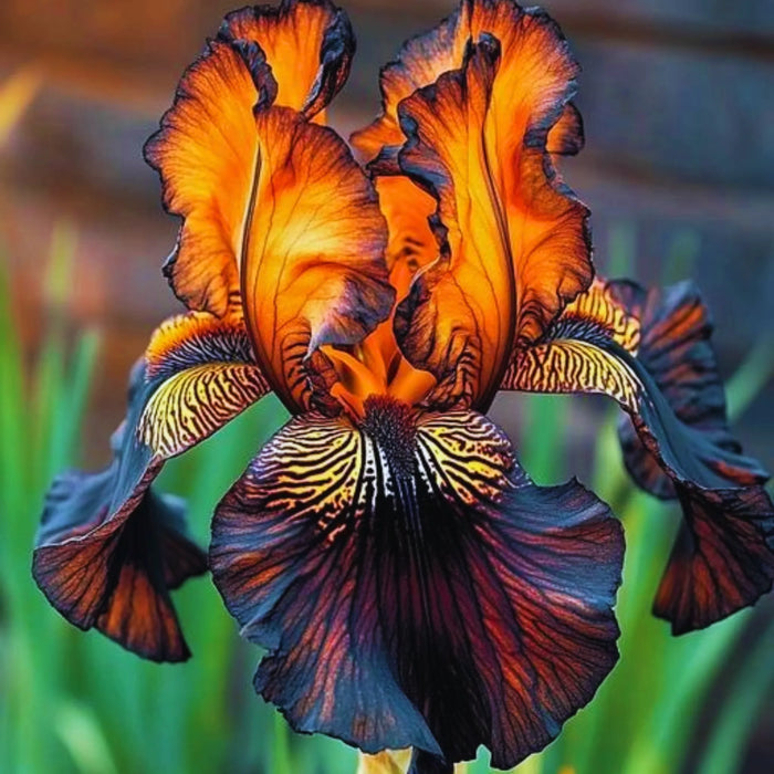 bulbi iris germanica