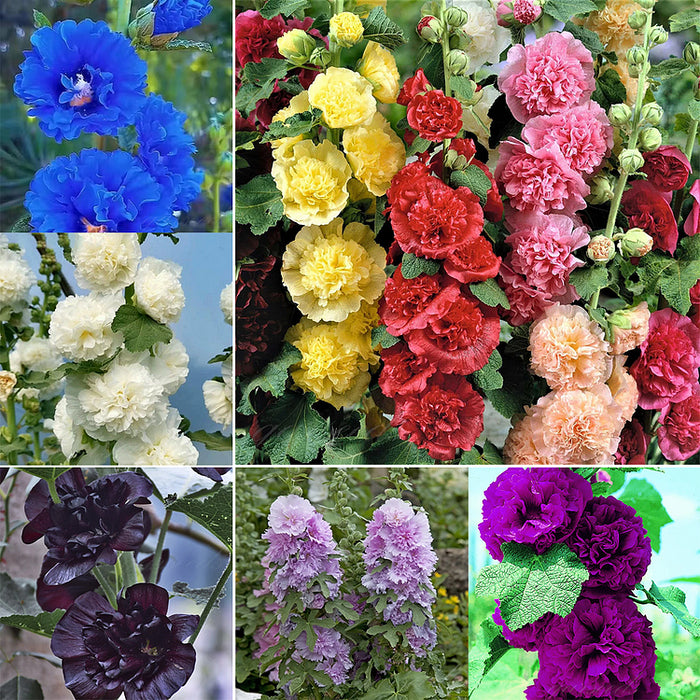 Nalba de gradina , Alcea Rosea Mixt , 10 bucati