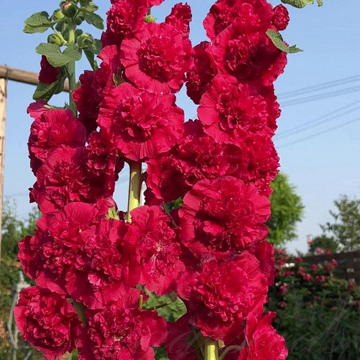 Nalba de gradina , Alcea rosea Red , 1 bucata