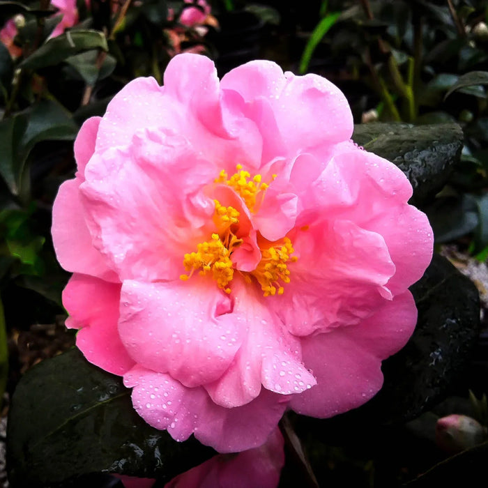 Camellia ''Pink Icicle'', la ghiveci P9