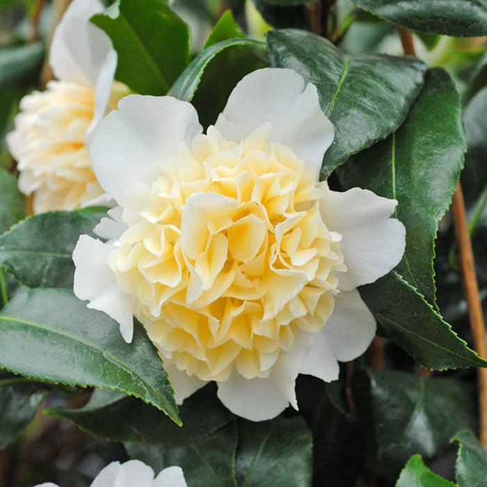 Camellia ''Jury's Yellow'', la ghiveci P9