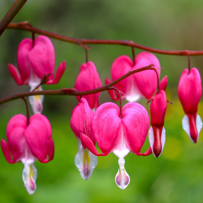 Bulbi de Dicentra "Cerceii Doamnei", Roz, 1 Bucata