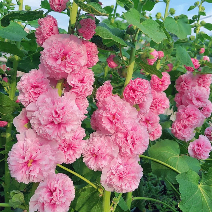 Nalba de gradina , Alcea Rosea Pink , 1 bucata