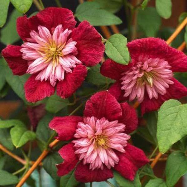 Clematis "Delicate Embroider" la ghiveci, 1 bucata