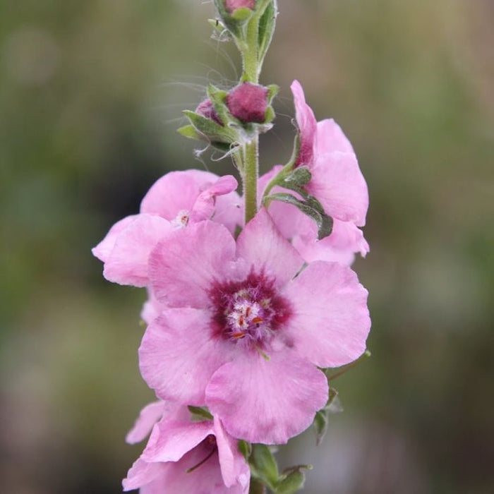 Lumanarica ''Verbascum Pink Domino''