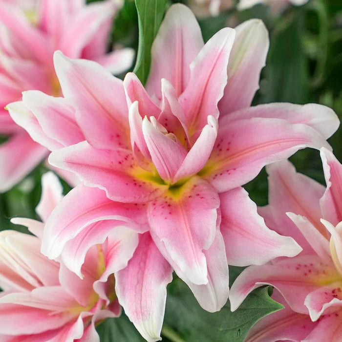 Bulbi de Crin "Soft Pink" 1 bucata