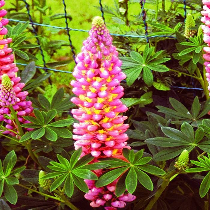 Bulbi de Lupine, Roz-Galben, 2 Bucati