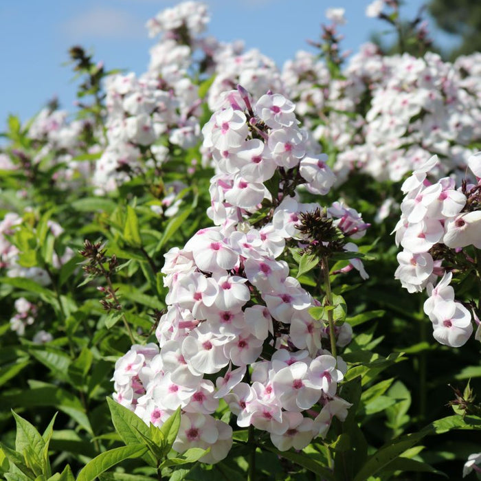 Bulbi de Phlox "Europe I", Brumarele, 1 Bucata