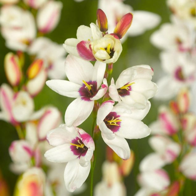 Bulbi de Ixia "Spotlight", 3 Bucati