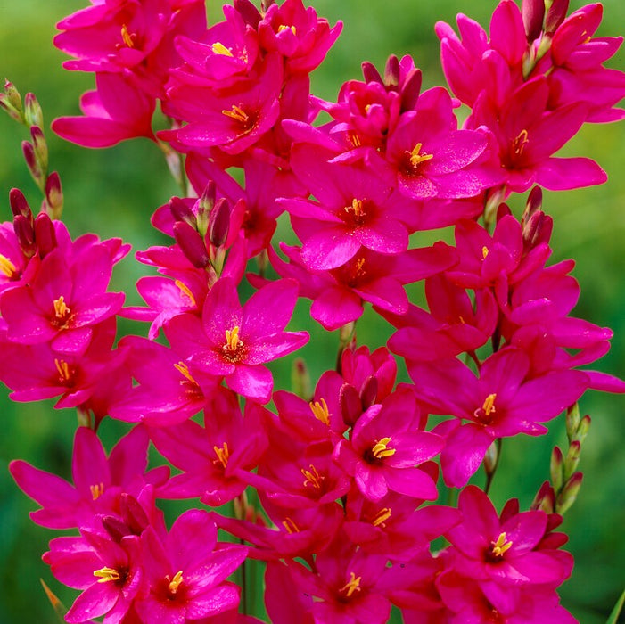 Bulbi de Ixia "Venus", 3 Bucati