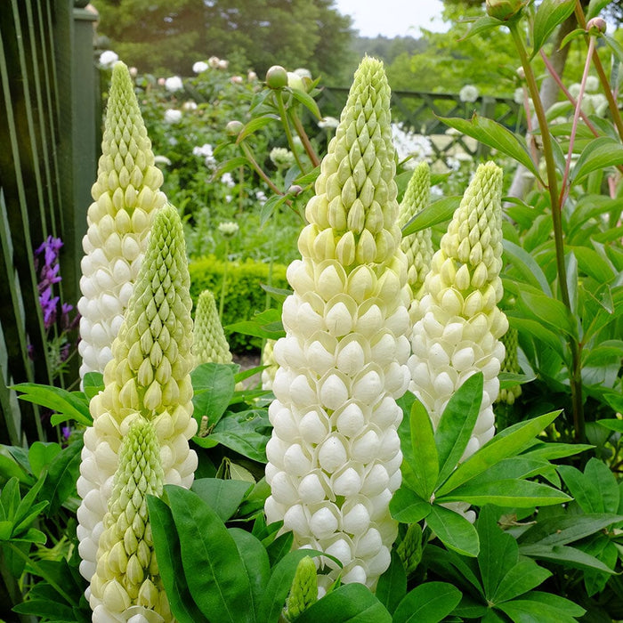 Bulbi de Lupine, Alb, 2 Bucati