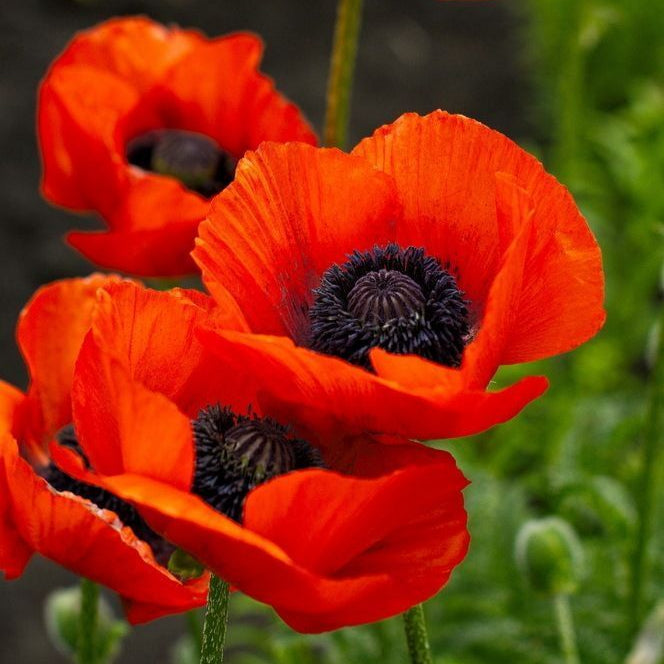 Mac Oriental "Papaver orientale"