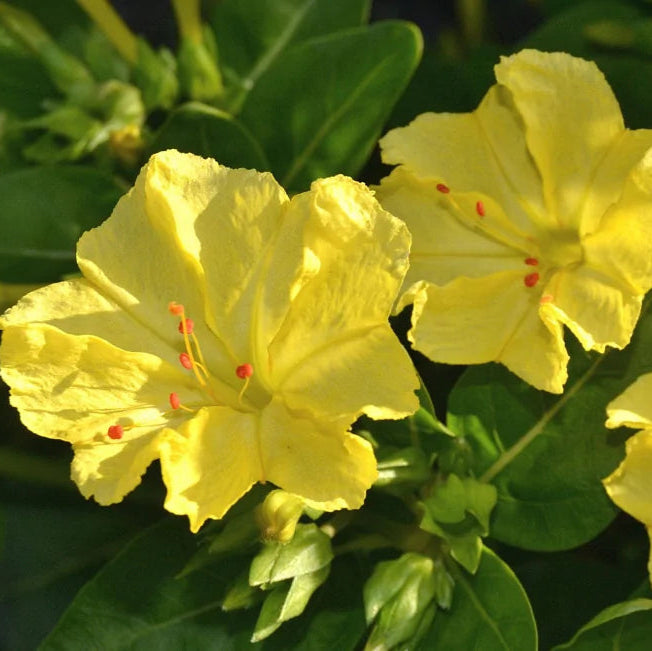 mirabilis galben
