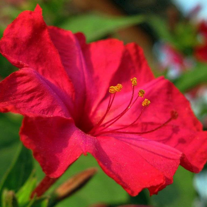 mirabilis rosu