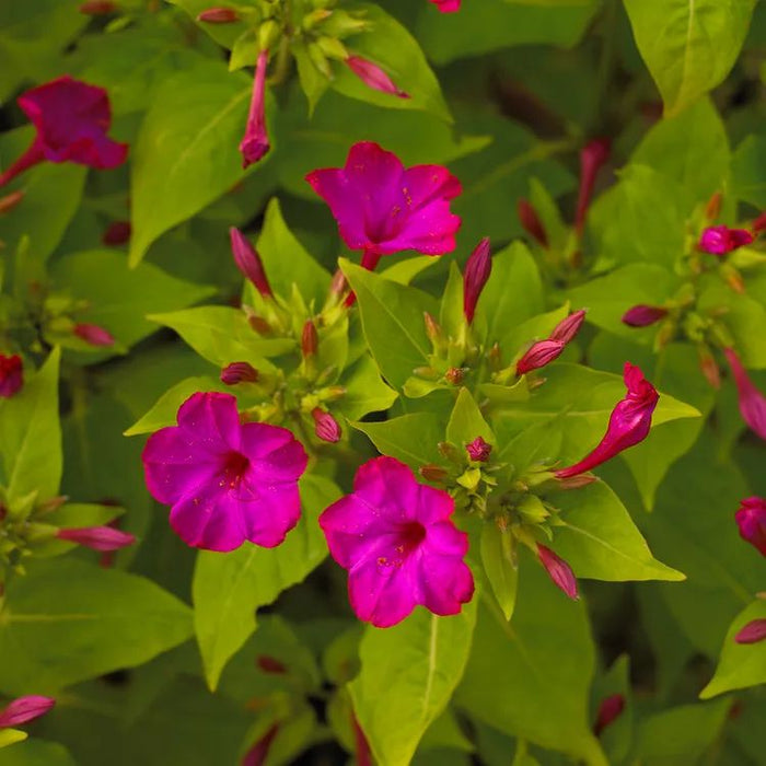 mirabilis roz