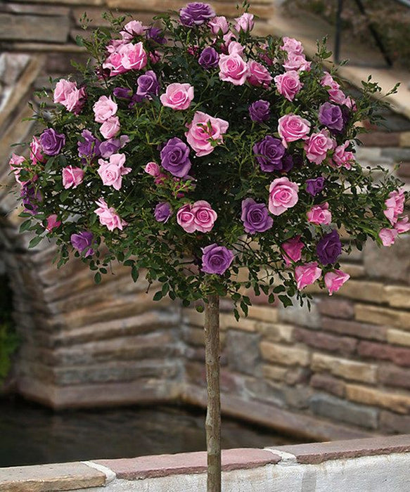 Trandafir Copac Hybrid Mixt Purple , la ghiveci , 1 bucata