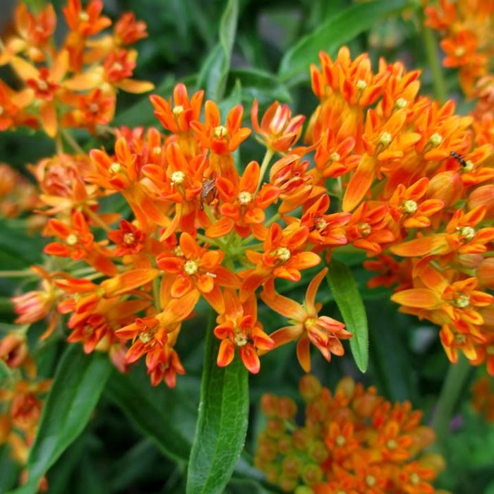 Planta Fluture , Asclepias Orange , 1 bucata