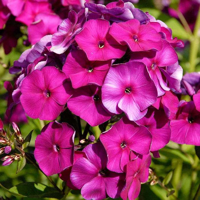 Bulbi de Phlox "Nicky I" (Brumarele), 1 Bucata