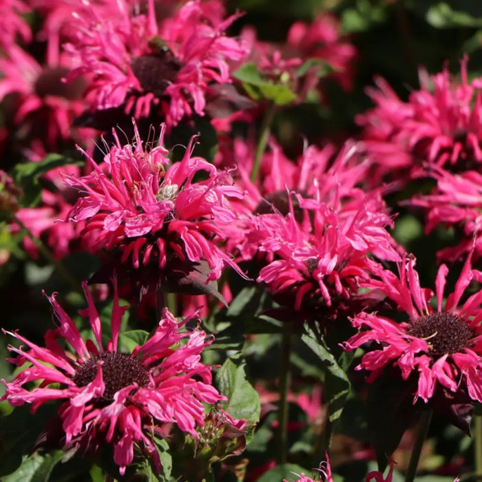 Busuioc Turcesc "Pink Lace"