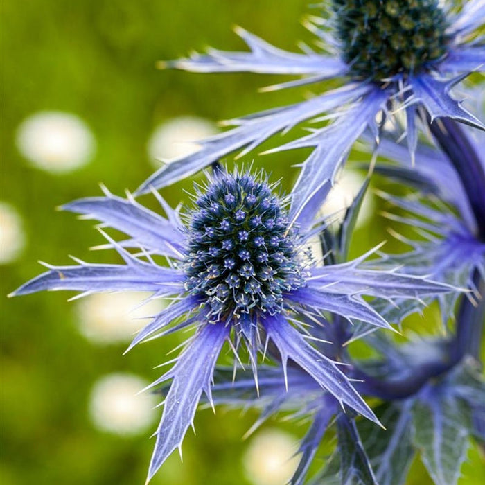 Scai Vanat "Eryngium Blauer Zwerg"