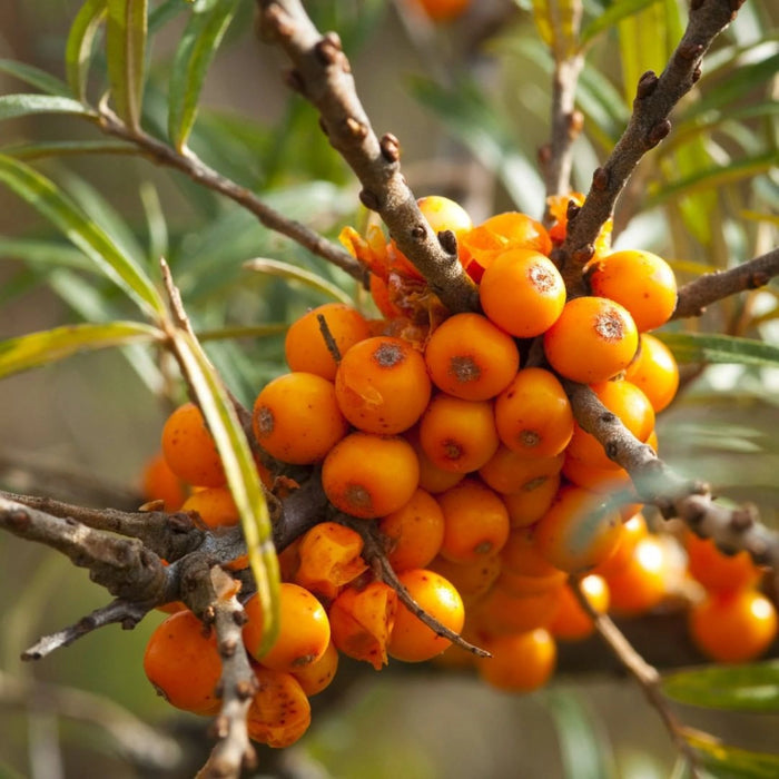 pomi fructiferi
