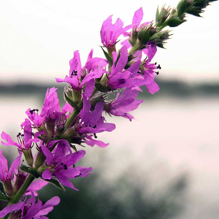 Rachitan "Salicaria"