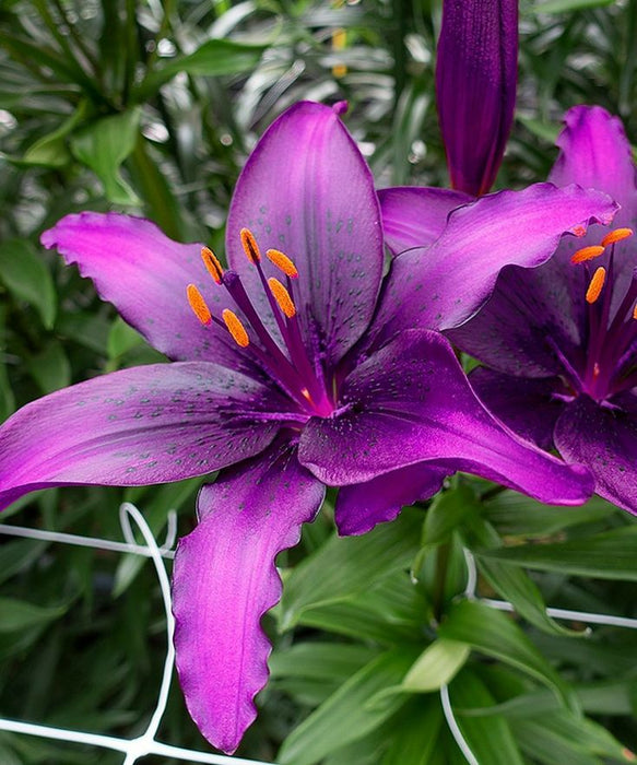Bulbi de Crini "Rare Purple 1 bucata