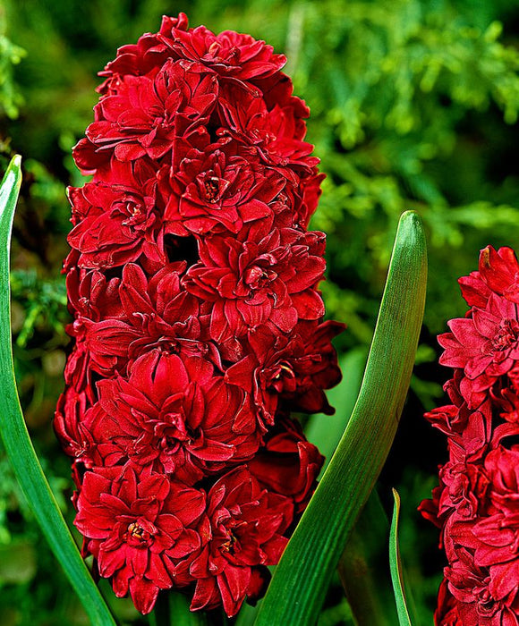 Bulbi de Zambile "Red" , 2 bucati