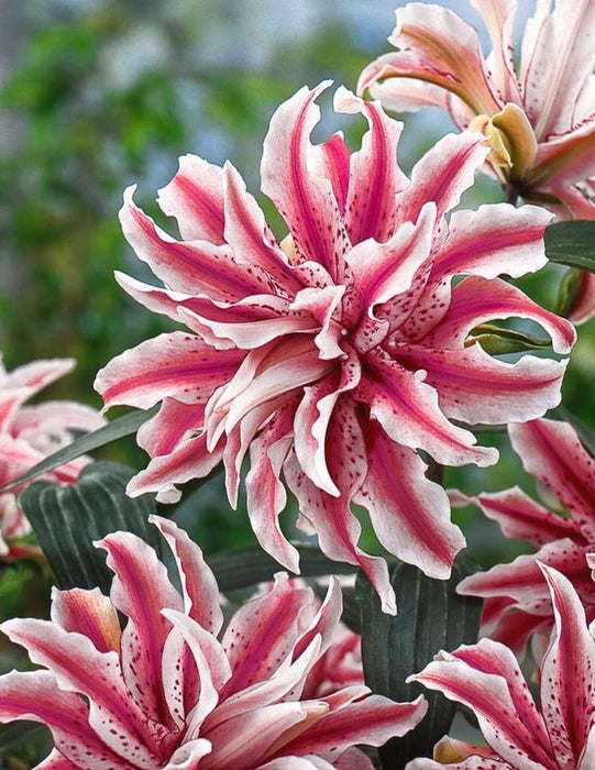 Bulbi de Crini "Rosestar"marime bulb 20+ 1 bucata