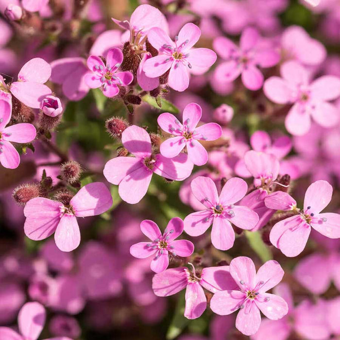 Saponaria Ocymoides