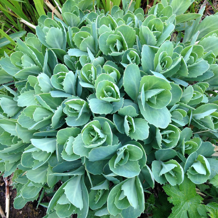 sedum
