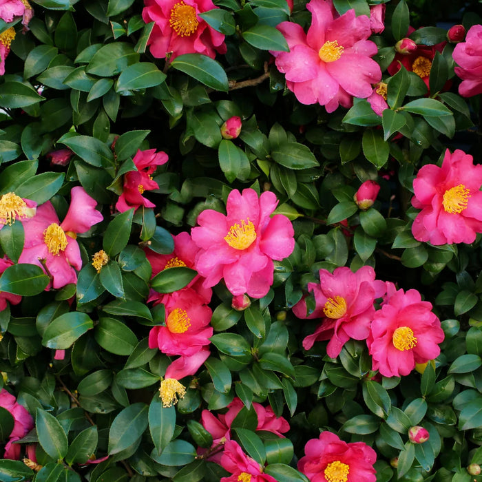 Camellia ''Shi Gashira'', la ghiveci P9